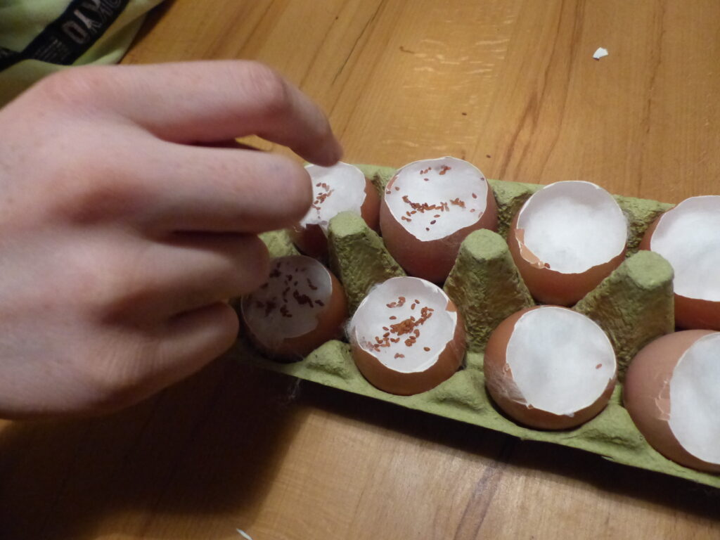Deko-Idee: Kresse-Eier für den Oster-Brunch 04 kresse eier